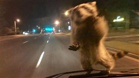 碰！浣熊從天而降「壁咚」警車　網笑：牠要來劫車的
圖/翻攝自Colorado Springs Police Department臉書