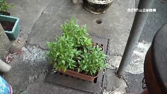 開雙B名車出門　竟偷攤販「九層塔」