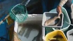 廣東珠海黃男，全家吃海鰻魚中毒，誤食「雪卡毒素」，此毒性非常強，甚至比河豚毒素强100倍！（圖／翻攝自廣州日報）