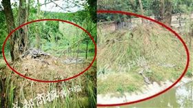 鱷魚,逃亡 圖／翻攝自成都商報