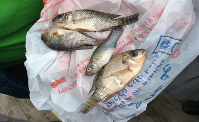 墨西哥又傳「異象」？魚隻竟從天而降