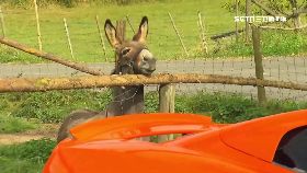 笨驢吃超跑2100.