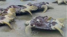 馬來西亞海龜遭剖腹取卵,綠蠵龜（圖／翻攝自《New Straits Times Online》）