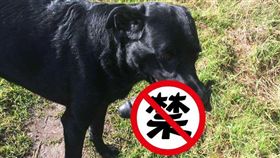 英國薩福克郡狗狗Tyson，很愛跟主人玩戴德（Dade）玩遊戲，竟叼回「假屌」按摩棒（圖／翻攝自《Shit Suffolk》臉書）