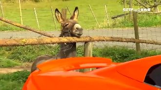 笨驢把超跑當蘿蔔啃！主人判賠21萬