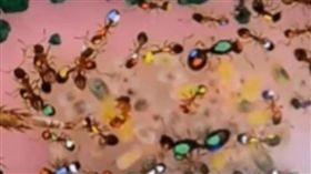 螞蟻,KPI,替代勞力,協助,活動,平衡,懶惰,活躍 ,Daniel Charbonneau,Anna Dornhaus　圖／翻攝自YouTube https://goo.gl/Ymvopx