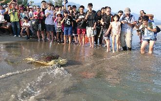 5隻海龜今野放　斷臂綠蠵龜終於回家