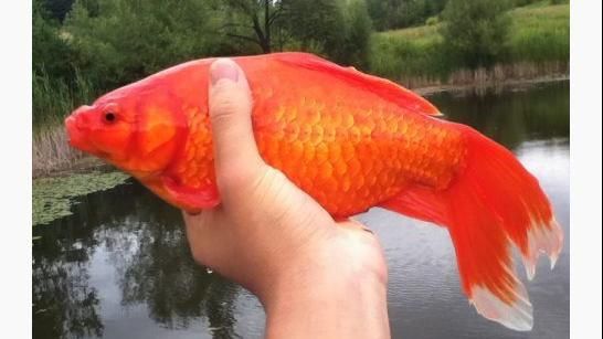 電擊、冰凍殺不死！怪獸金魚入侵加國