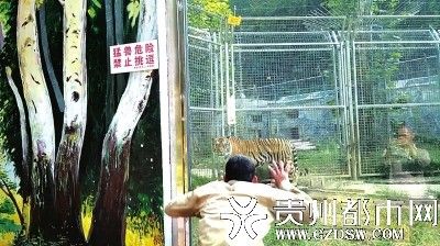 大陸又傳有人「逗老虎」　網批：該死