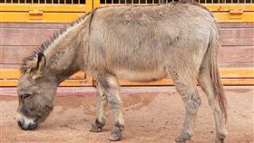 驢子（圖／翻攝自維基百科）