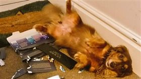 英國超商投遞巧克力，害狗狗差點喪命（圖／翻攝自
Dan Dugdale推特）