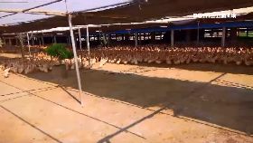 蘇丹紅出爐1100.