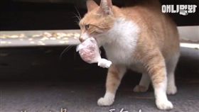 韓國流浪母貓為了把食物帶給小孩，只接受「打包」食物，即便在餓也不會吃未裝袋的食物（圖／翻攝自《SBS TV동물농장x애니멀봐》臉書）