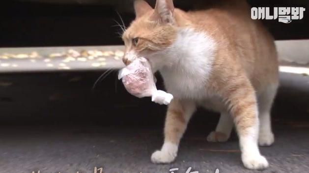 母貓只接受「打包」食物　真相超感人