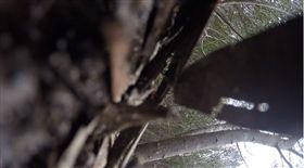 澳洲,楔尾鷹,猛禽,空拍機,地圖,憤怒鳥,攻擊（圖／翻攝自Drone Snaps Photography YouTube）