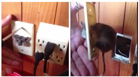 ▲小老鼠被卡在插座孔。（圖／翻攝自Chris Dell'Acqua臉書）
https://www.facebook.com/chrisdellacqua/videos/503724452997095/