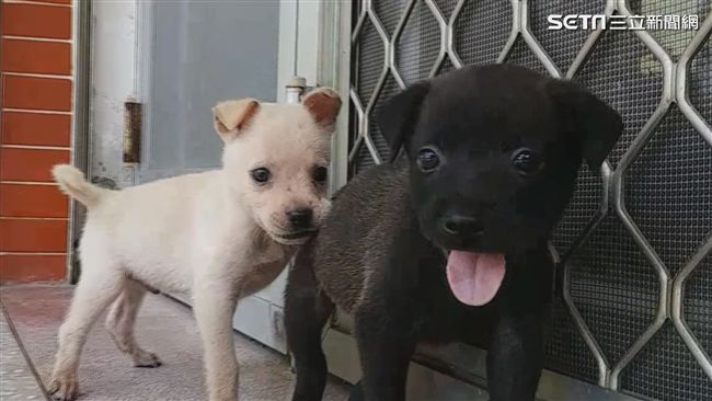 超萌警犬！丹丹與亮亮出任務