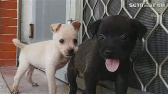 超萌警犬！丹丹與亮亮出任務