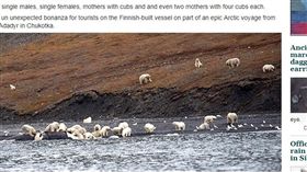 俄羅斯,弗蘭格爾島,Wrangel Island,北極熊（圖／翻攝自《西伯利亞時報》
http://siberiantimes.com/other/others/features/lunch-arrives-on-wrangel-island-and-230-polar-bears-show-up-for-the-feast/