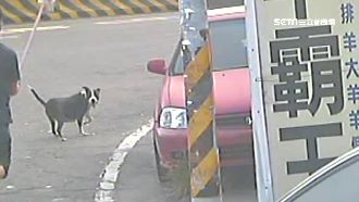 懷孕母狗見人就攻擊　3人慘遭咬傷