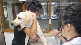新北警犬檢康檢查（1）新北市動保處8日為新北市警察局警犬隊的毛小孩們辦理健康檢查及年度狂犬病補強注射，儘管平日搜救英勇，這些毛孩子見到針頭也難免害怕，需要人員協助安撫才順利完成抽血。（新北市動保處提供）中央社記者黃旭昇新北市傳真　106年9月8日