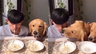 狗狗嘴巴動超快　原來是為搶爸爸的麵