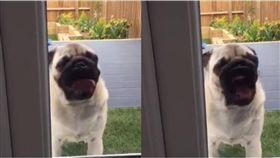 狗,毛小孩,巴哥,減肥,節食　圖／翻攝自臉書