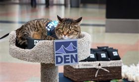 機場治療貓登場！旅客瞬間變貓奴／圖翻攝自臉書Denver International Airport