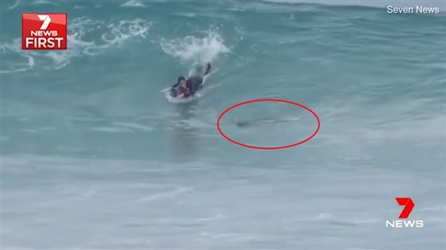 衝浪驚現鯊魚伴游　男爽喊「好幸運」