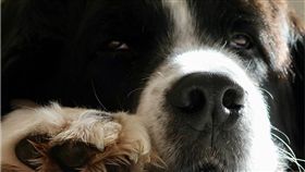 批踢踢,PTT,地下室,怪癖,臭味,霉味,貓,狗,寵物　圖／Pixabay