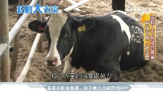 年輕人不敢碰的酪農業　年薪很驚人