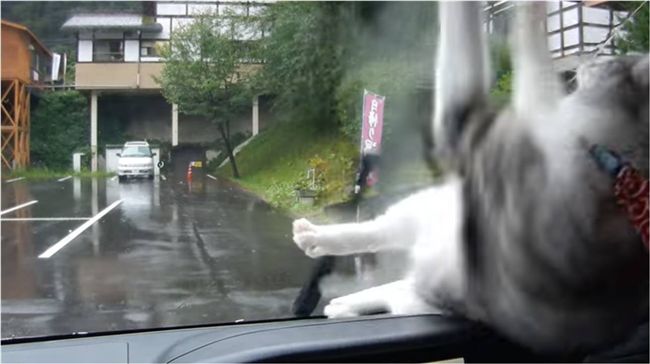 調皮主人用雨刷逗貓咪　讓牠超無奈！