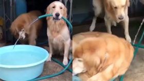 黃金獵犬,阿尼基,老大,goldenretriever_lilly,狗,水盆,霸氣　圖／翻攝自IG https://goo.gl/LvrtM1