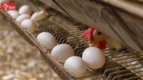 今周刊／一顆雞蛋　為何讓食品大廠都搶進？（名家勿用）