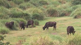新新聞／國家公園美景與生態如何兩全其美？（勿用）