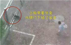 外送,外賣,小狗,小偷,中國大陸,江蘇,大學,宿舍　圖／翻攝自梨視頻