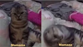 喵星人,貓皇,講話,說話,貓咪,媽媽　圖／翻攝自臉書