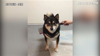 黑柴遭劈超淡定　真相讓網友一秒笑歪