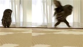 16:9
不只會飛！貓頭鷹還有雙大長腿　跑步姿勢超滑稽
圖／翻攝自kedama_hoihoi Twitter
https://twitter.com/kedama_hoihoi/status/912314720396251136