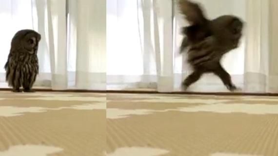 貓頭鷹竟有逆天長腿　跑步姿勢超爆笑