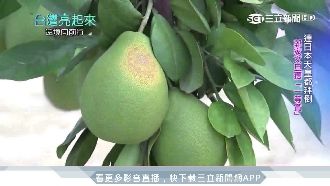 有錢買不到！郭家文旦連天皇都愛吃