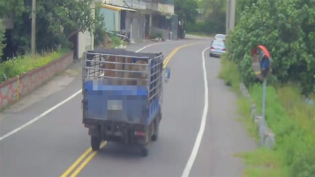 苗栗6頭黃牛遭竊！警監視器揪慣犯