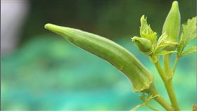 16:9
秋葵
圖／攝影者jimmy chuang, Flickr CC License
https://flic.kr/p/5mjQEZ