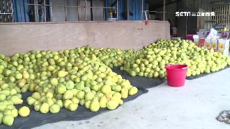 10萬斤柚子遭取消訂單　農民心淌血