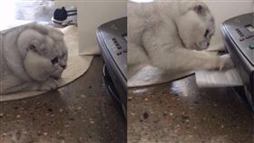 貓,喵星人,寵物,印表機,秘書,文件,紙（圖／翻攝自IG）