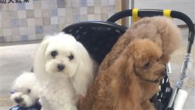 到哪都不能沒有牠！盤點北中南東「寵物友善」飯店
福容大飯店提供