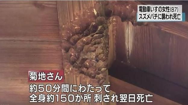 遭上百黃蜂狂螫　8旬老婦慘死輪椅上