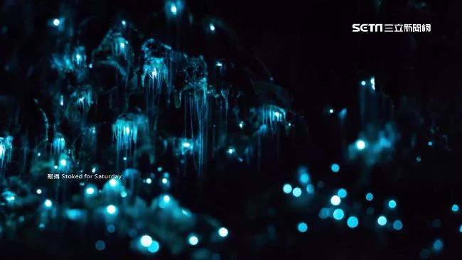 蟲蟲發光藍洞穴　神秘星空竟是捕食秀