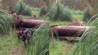 柯基跳不過樹幹　網笑：小短腿的哀傷