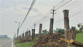 路樹被砍剩樹幹　護樹團體不滿高屏溪沿岸種植了整排的黑板樹，原本的林蔭道路，近來被強砍成「平頭」，護樹團體指控高雄市不懂行道樹修剪作業程序，一味強剪，失去種樹意義。（護樹團體提供）中央社記者王淑芬傳真  106年10月9日